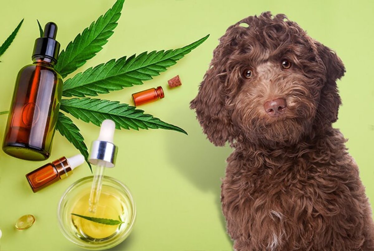 PET CBD OIl