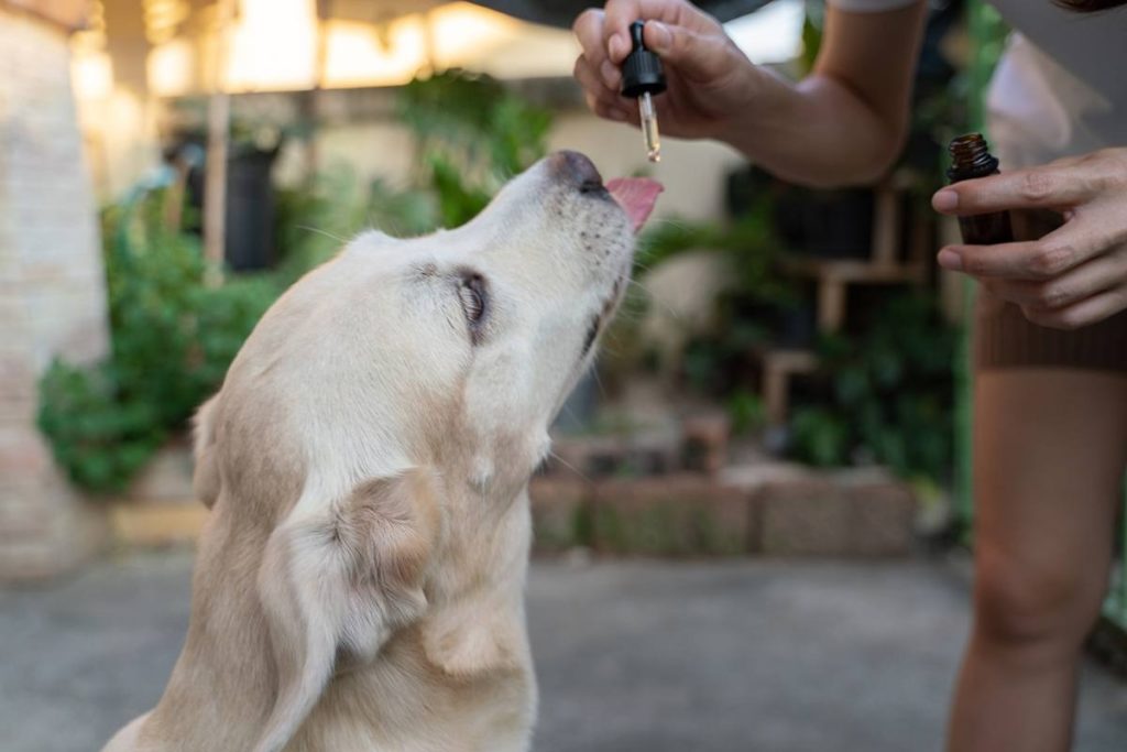 CBD For Pets
